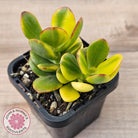 Crassula ovata 'Crosby's Compact' Variegata