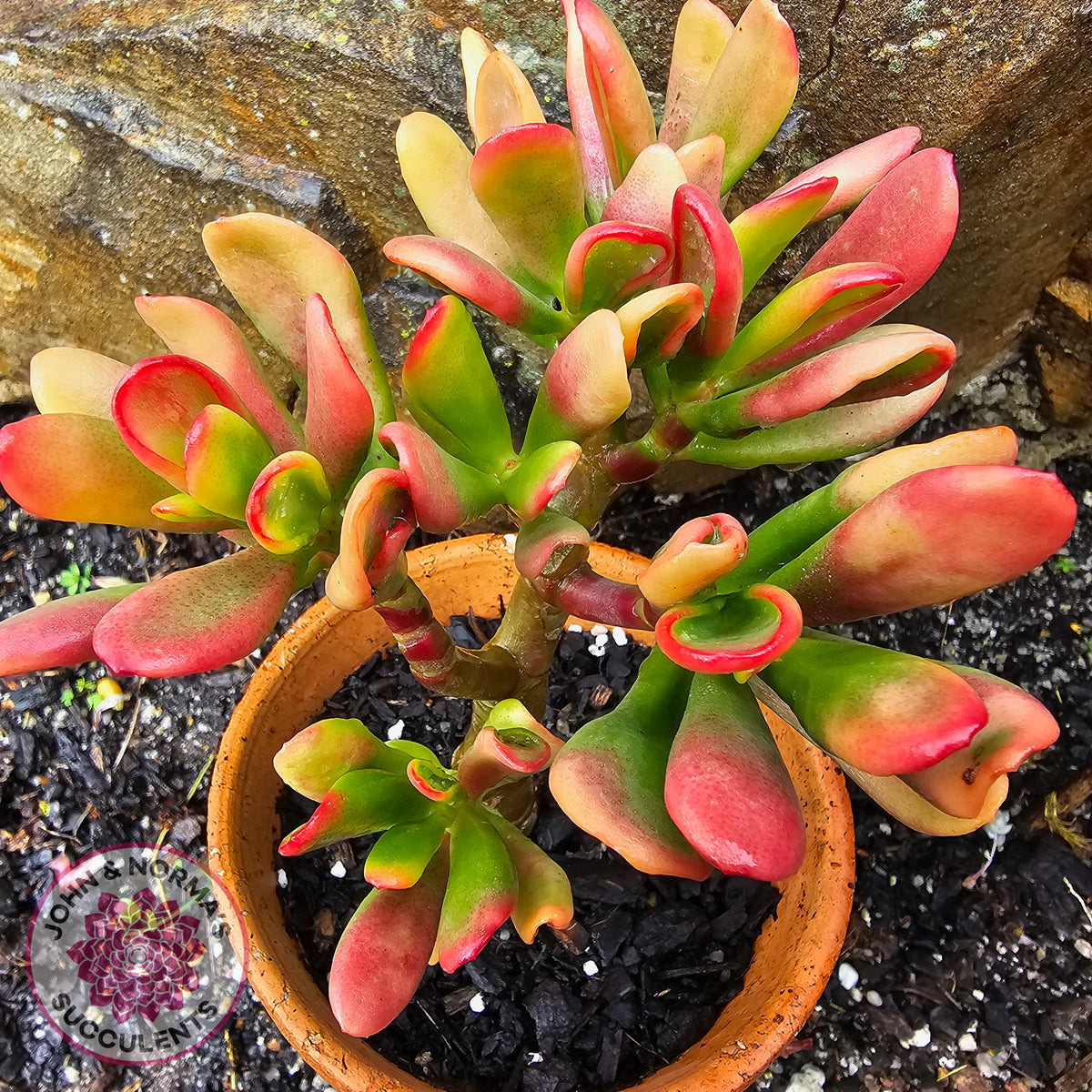 Crassula ovata Gollum