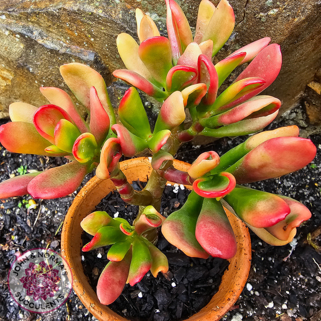 Crassula ovata Gollum