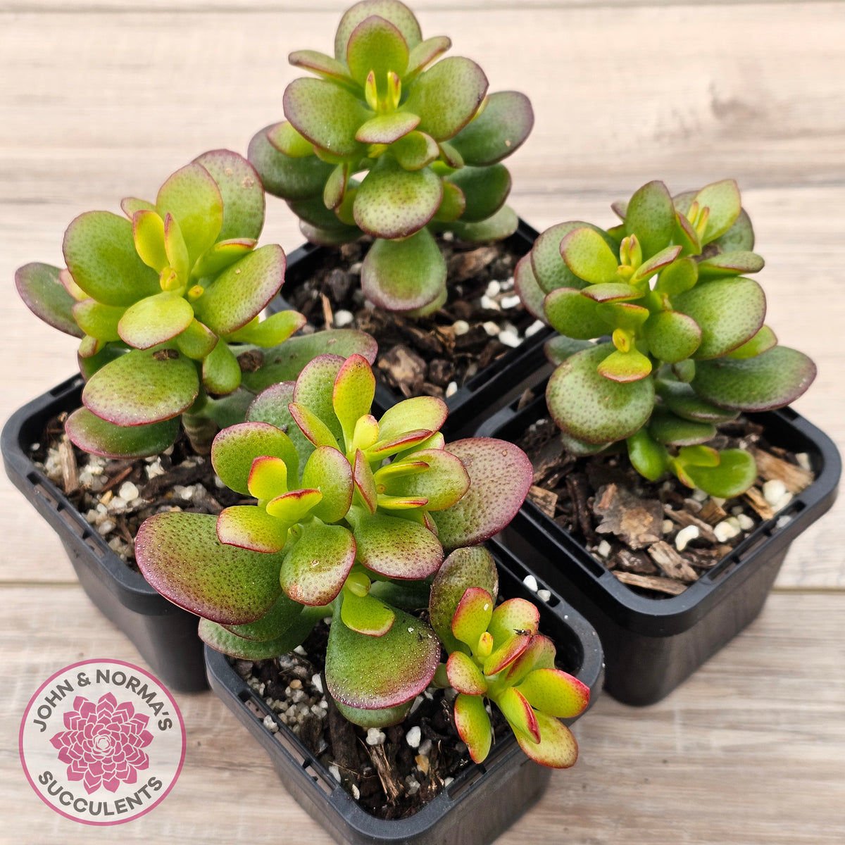 Crassula ovata 'Hobbit'