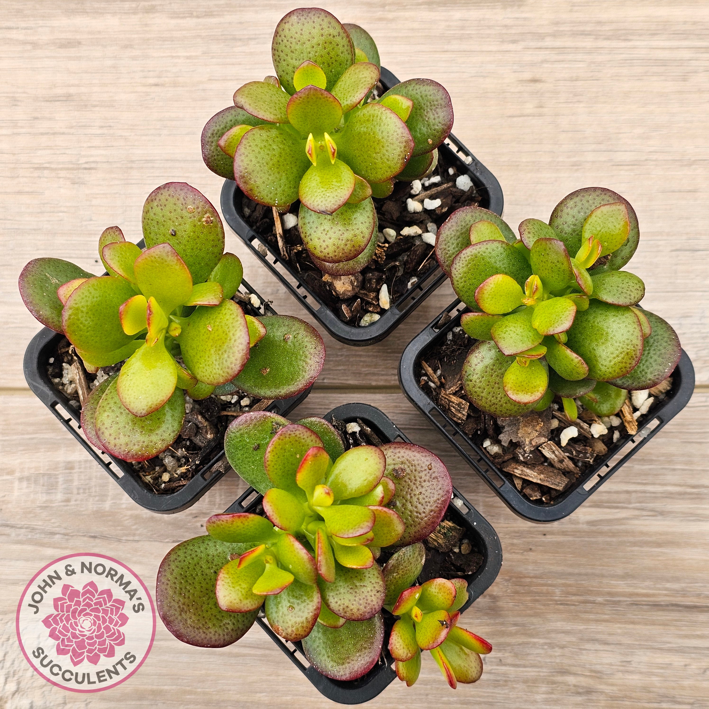 Buy Crassula ovata 'Hobbit' Australia