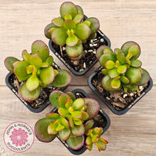 Load image into Gallery viewer, Crassula ovata &#39;Hobbit&#39;
