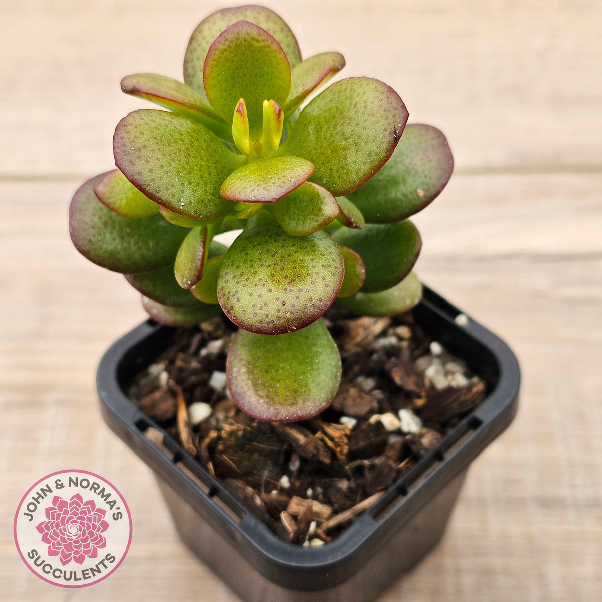 Crassula ovata 'Hobbit'