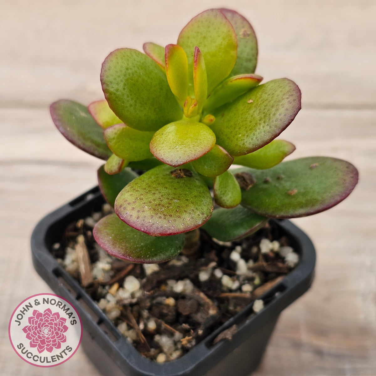 Crassula ovata 'Hobbit'