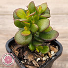 Crassula ovata 'Hobbit'
