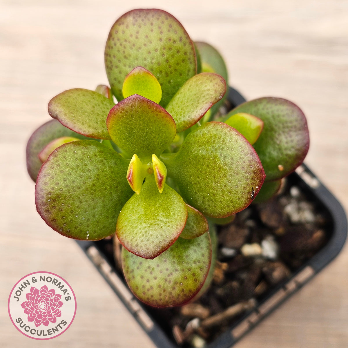 Crassula ovata 'Hobbit'