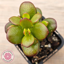 Load image into Gallery viewer, Crassula ovata &#39;Hobbit&#39;
