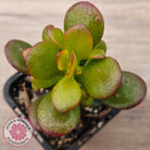 Crassula ovata 'Hobbit'