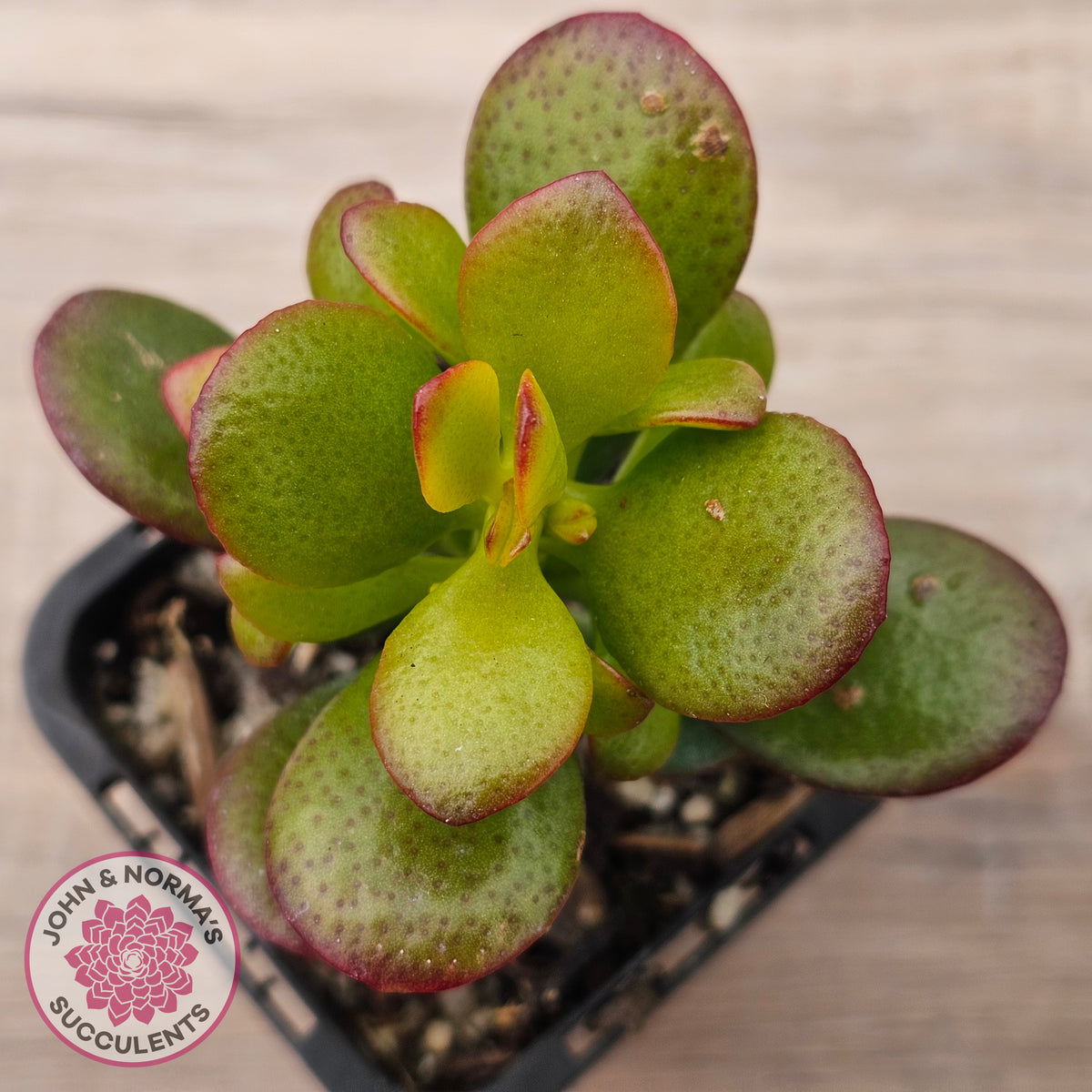 Crassula ovata 'Hobbit'