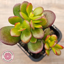 Load image into Gallery viewer, Crassula ovata &#39;Hobbit&#39;
