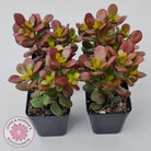 Crassula ovata 'Hobbit'