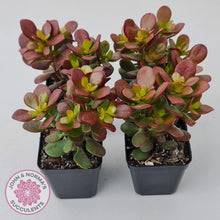 Load image into Gallery viewer, Crassula ovata &#39;Hobbit&#39; - John &amp; Norma&#39;s Succulents Australia
