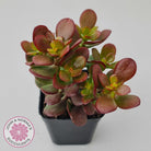 Crassula ovata 'Hobbit'
