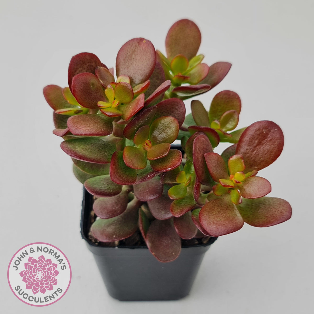 Crassula ovata 'Hobbit'