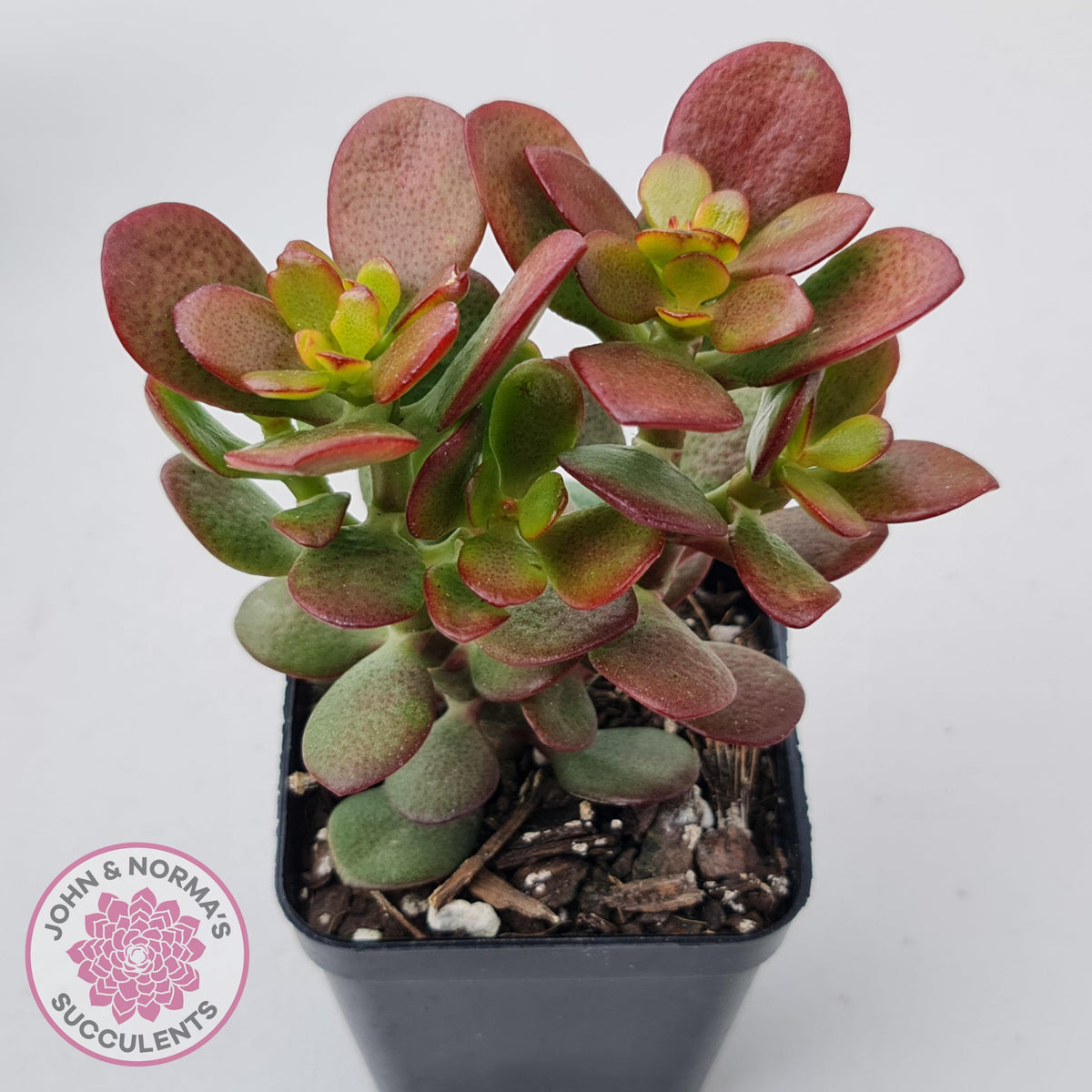 Crassula ovata 'Hobbit'