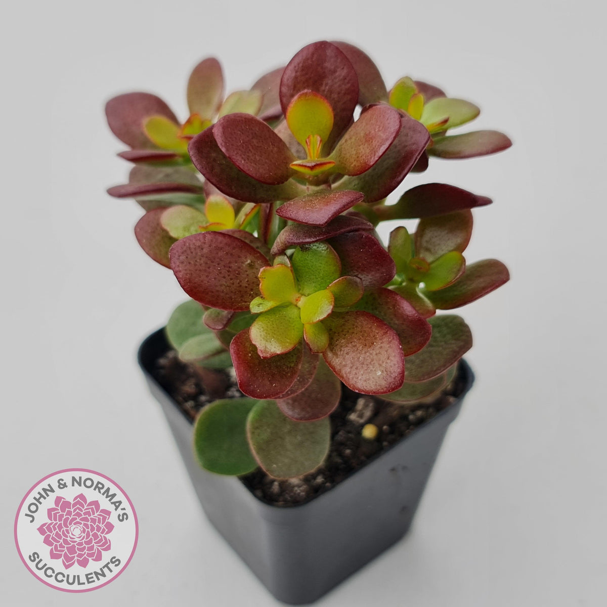 Crassula ovata 'Hobbit'