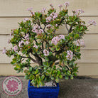 Crassula ovata 'Hummel's Sunset'