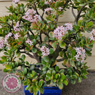 Crassula ovata 'Hummel's Sunset'