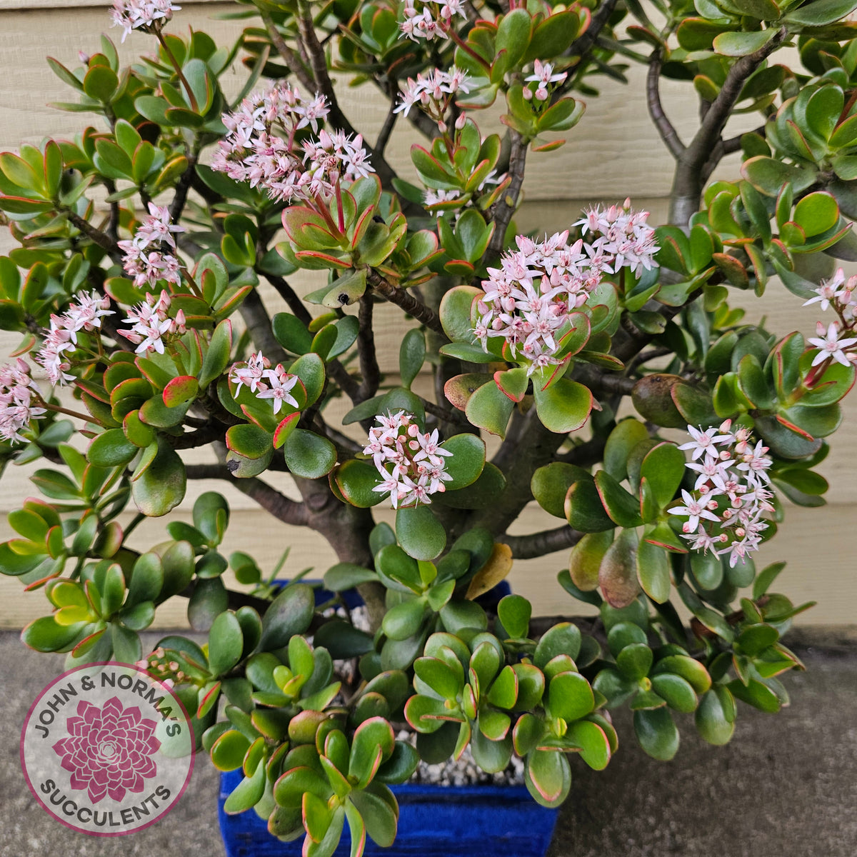 Crassula ovata 'Hummel's Sunset'