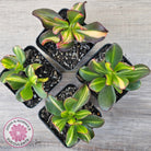 Crassula ovata 'Mikaeri Bijin' variegata