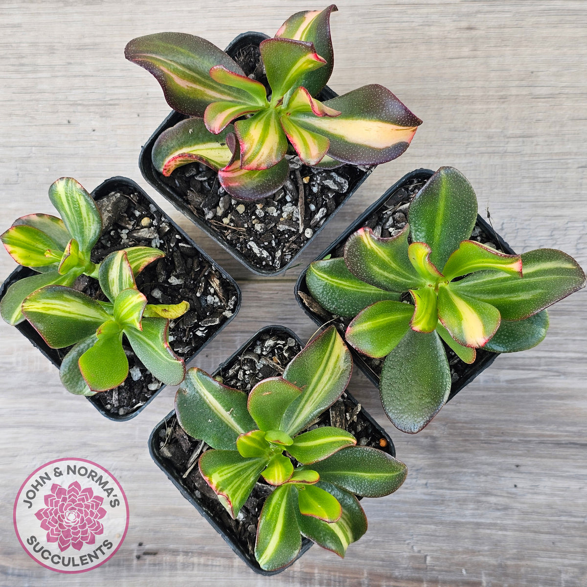 Crassula ovata 'Mikaeri Bijin' variegata