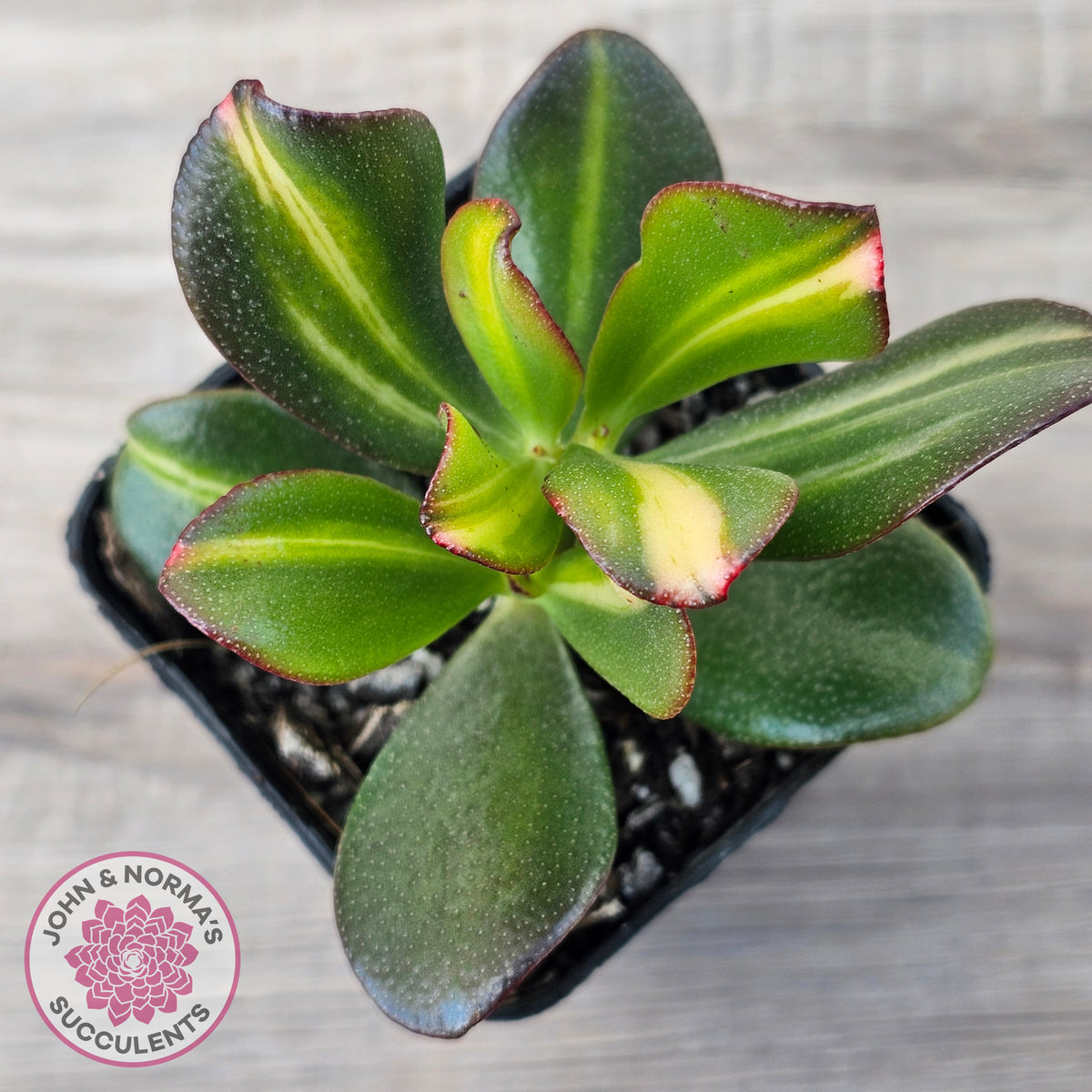 Crassula ovata 'Mikaeri Bijin' variegata