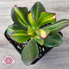 Load image into Gallery viewer, Crassula ovata 'Mikaeri Bijin' variegata
