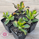 Crassula ovata 'Mikaeri Bijin' variegata