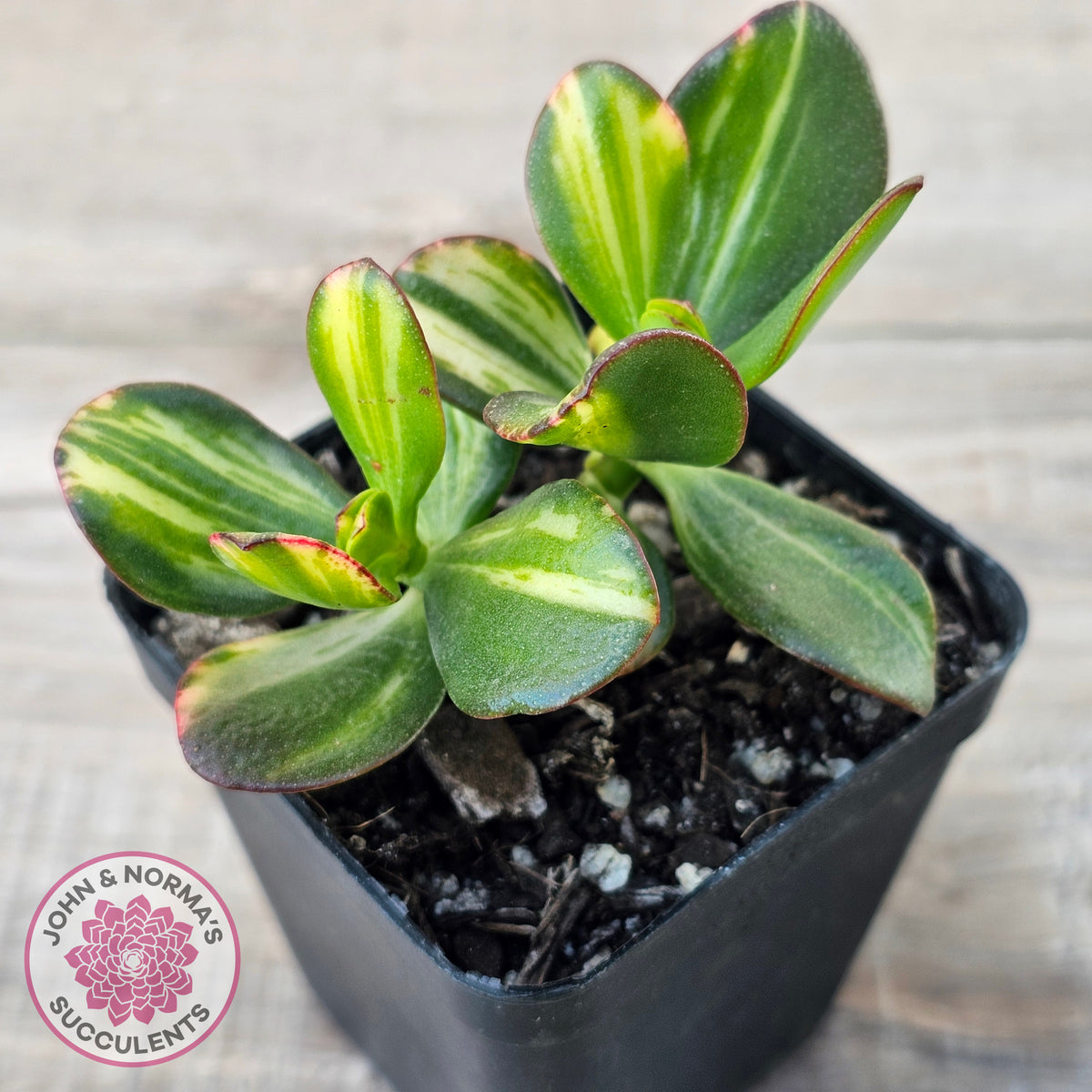 Crassula ovata 'Mikaeri Bijin' variegata