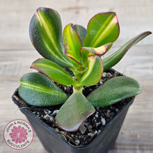 Load image into Gallery viewer, Crassula ovata 'Mikaeri Bijin' variegata
