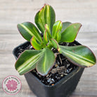Crassula ovata 'Mikaeri Bijin' variegata