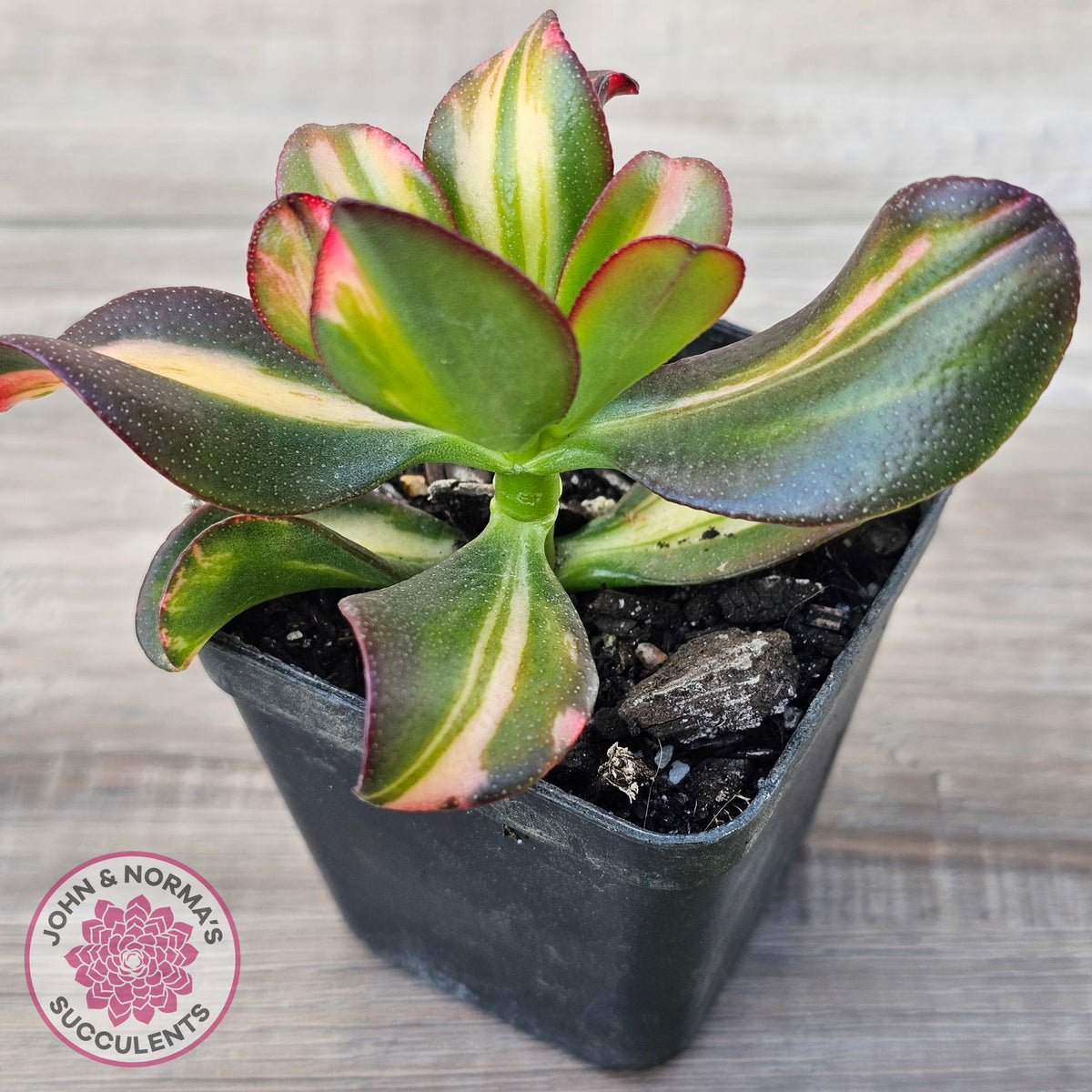 Crassula ovata 'Mikaeri Bijin' variegata