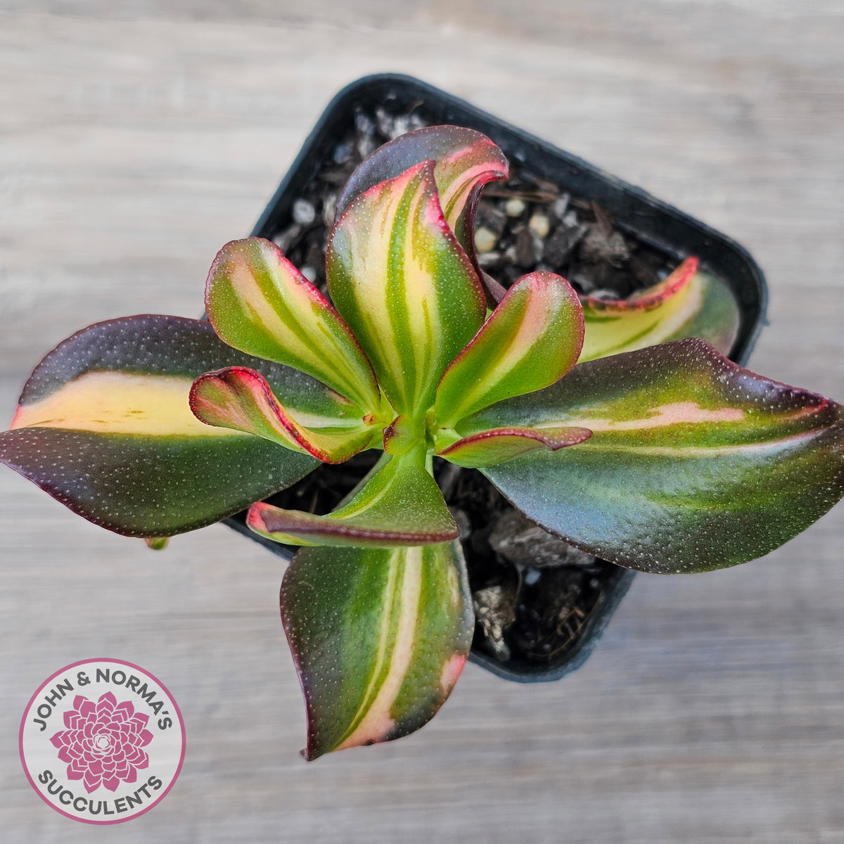 Crassula ovata 'Mikaeri Bijin' variegata