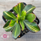 Crassula ovata 'Mikaeri Bijin' variegata