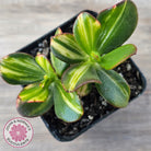 Crassula ovata 'Mikaeri Bijin' variegata