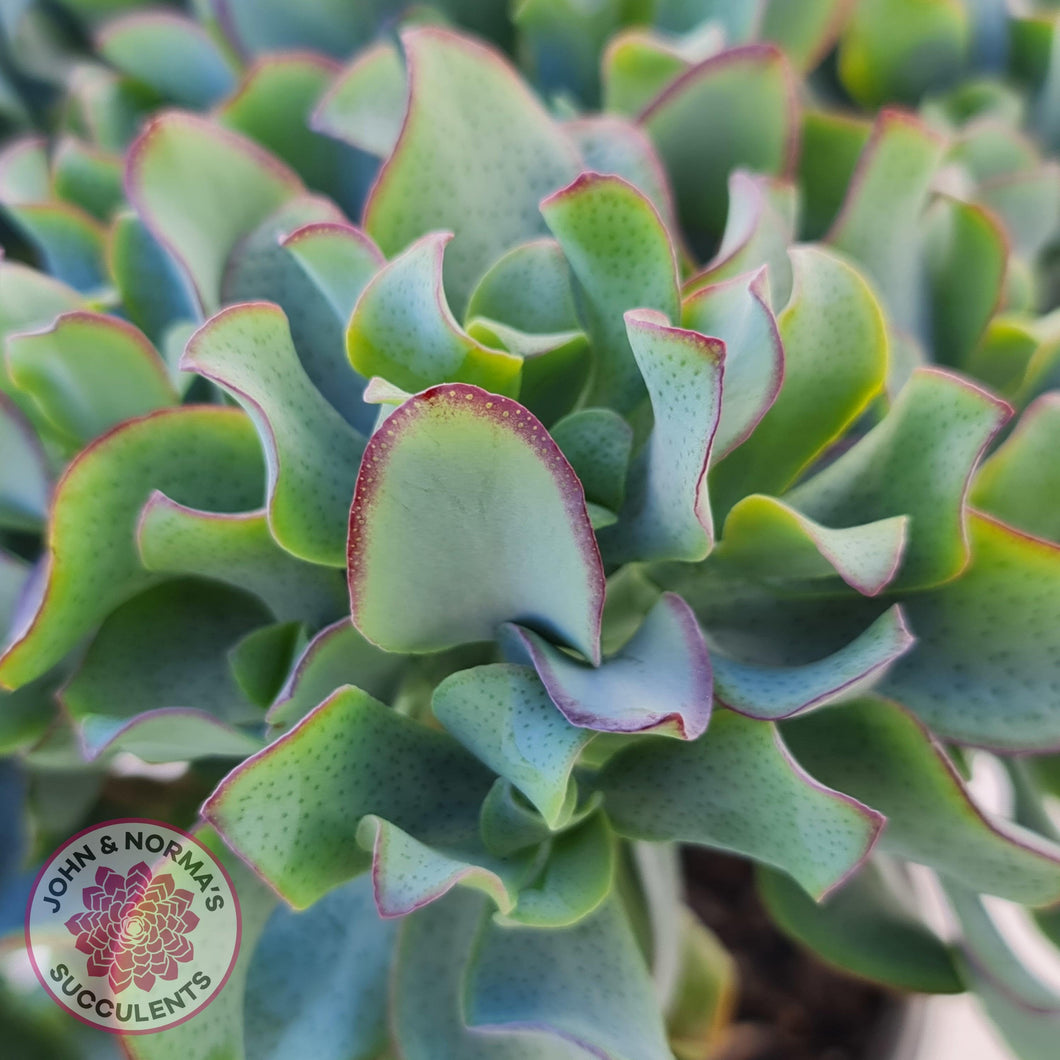 Crassula ovata undulata 'Ripple Jade' - Cuttings x 2 - John & Norma's Succulents Australia