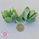 Crassula ovata undulata 'Ripple Jade' - Cuttings x 2
