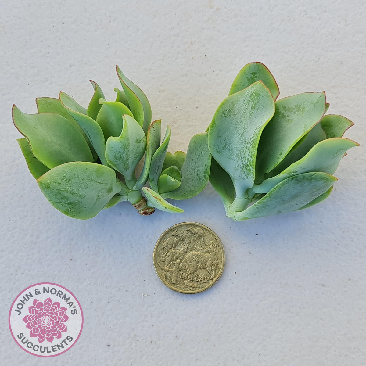 Crassula ovata undulata 'Ripple Jade' - Cuttings x 2