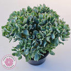Crassula ovata undulata 'Ripple Jade' - Cuttings x 2