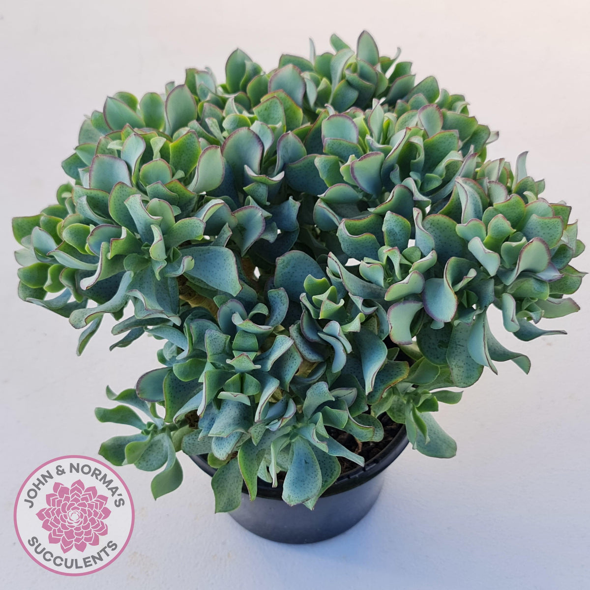 Crassula ovata undulata 'Ripple Jade' - Cuttings x 2