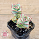 Crassula perforata - Giant Form