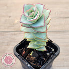 Crassula perforata - Giant Form
