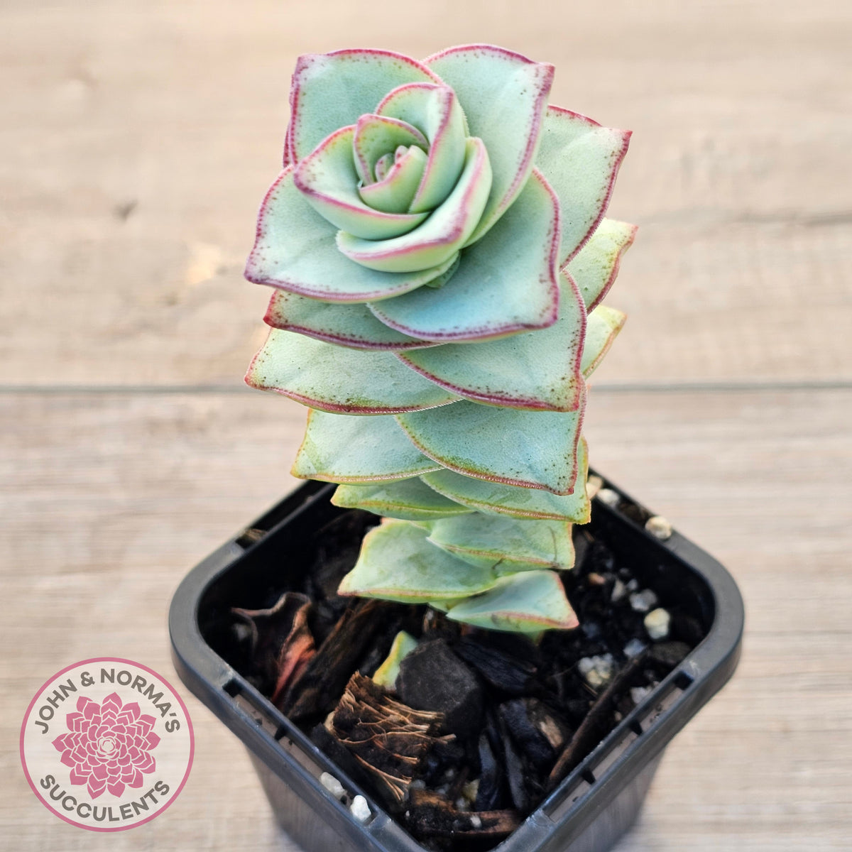 Crassula perforata - Giant Form