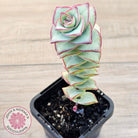 Crassula perforata - Giant Form