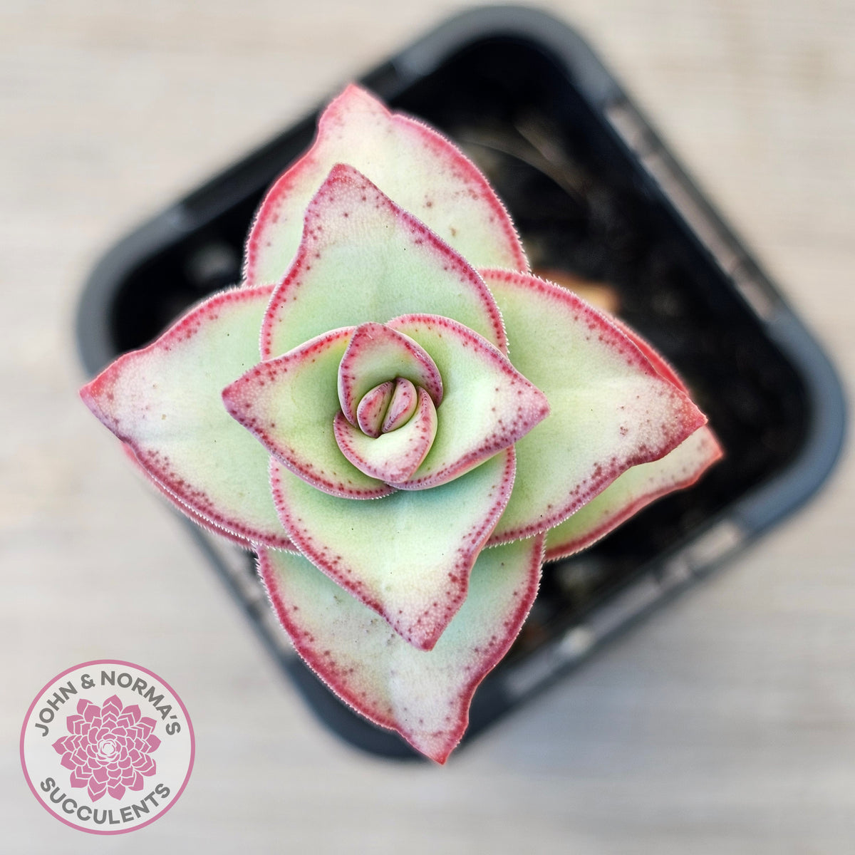 Crassula perforata - Giant Form