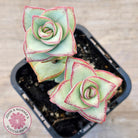 Crassula perforata - Giant Form