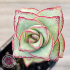Crassula perforata - Giant Form