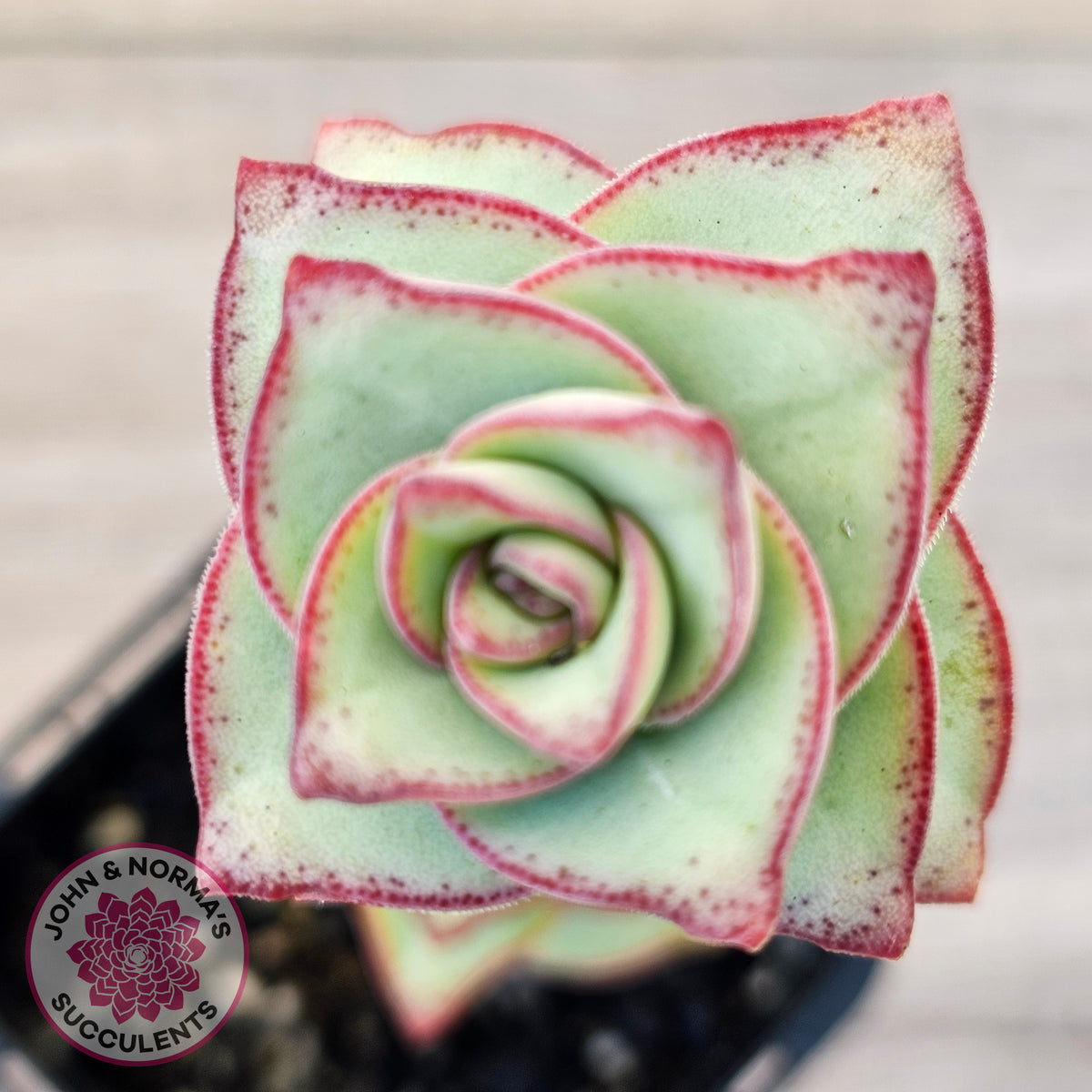 Crassula perforata - Giant Form