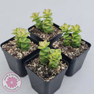 Crassula perforata variegated