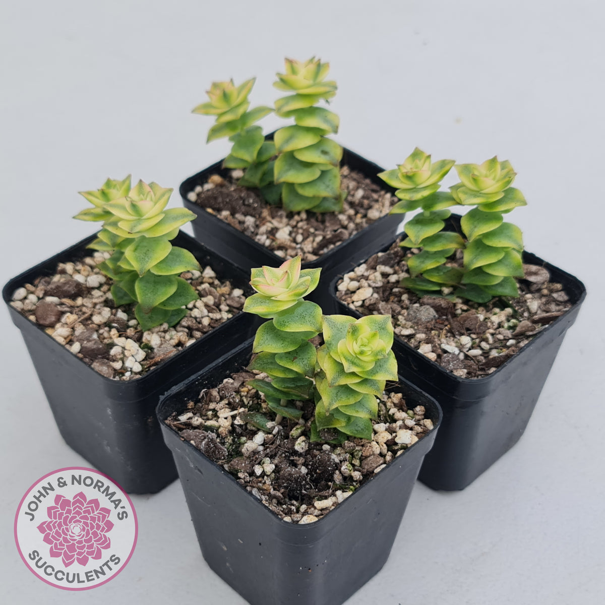 Crassula perforata variegated